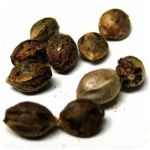 Семена марихуаны АК-47  (Seeds AK-47) в Болохово